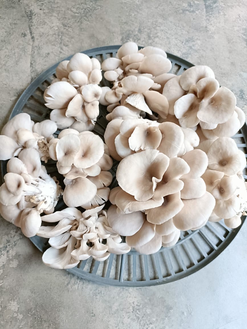 Mushroom protin food